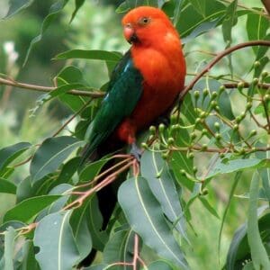 A wild male Australian King Parrot perches in a tree