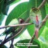 Wild Azuero Conures perch in a leafy tree