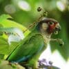 A wild Azuero Conure feeds on fruits