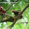 Wild Azuero Conures interact in the tree canopy