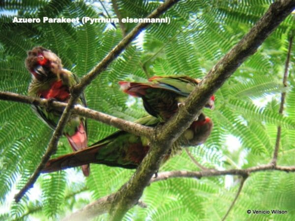 Wild Azuero Conures interact in the tree canopy