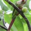 A wild Azuero Conure feeds on fruit