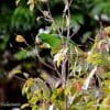 A wild Azure-rumped Parrot perches in a tree