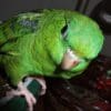 A companion Barred Parakeet peers into the camera