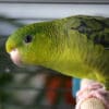 A companion Barred Parakeet perches in a cage