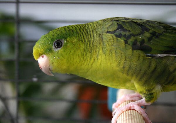 A companion Barred Parakeet perches in a cage