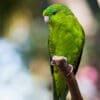 A Barred Parakeet perches on a branch