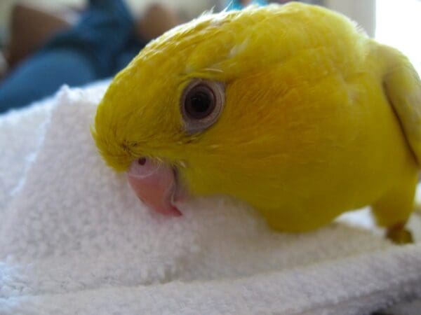 A companion lutino Barred Parakeet snuggles in a towel