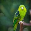 A Barred Parakeet perches on a branch