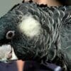 A closeup of a companion Baudin's Black Cockatoo