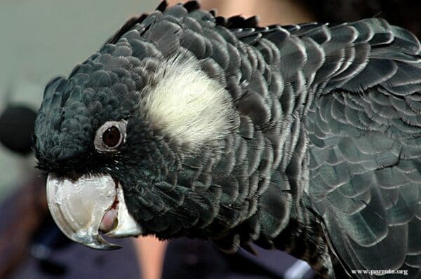 A closeup of a companion Baudin's Black Cockatoo