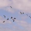 A small flock of wild Baudin's Black Cockatoos takes to the skies