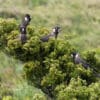 Wild Baudin's Black Cockatoos feed in a shrub