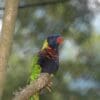 A Biak Lorikeet perches on a limb