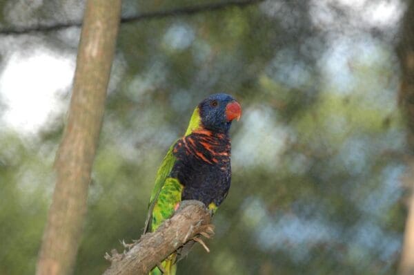 A Biak Lorikeet perches on a limb