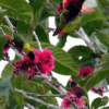 Wild Biak Lorikeets feed in a flowering tree