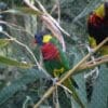 A Coconut Lorikeet (left) and a Biak Lorikeet (right) perch on a branch