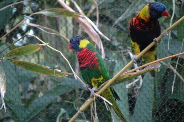 A Coconut Lorikeet (left) and a Biak Lorikeet (right) perch on a branch