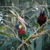 A Coconut Lorikeet (left) and a Biak Lorikeet (right) perch on a branch