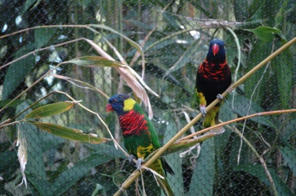 A Coconut Lorikeet (left) and a Biak Lorikeet (right) perch on a branch