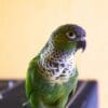 A companion Black-capped Conure perches atop a cage