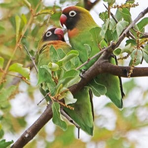 Wild Black-cheeked Lovebirds perch in a tree