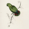 An illustration depicts a Black-collared Lovebird