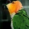 A companion Black-headed Parrot perches in its enclosure