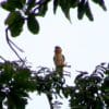 A wild Black-headed Parrot perches high in the rainforest canopy