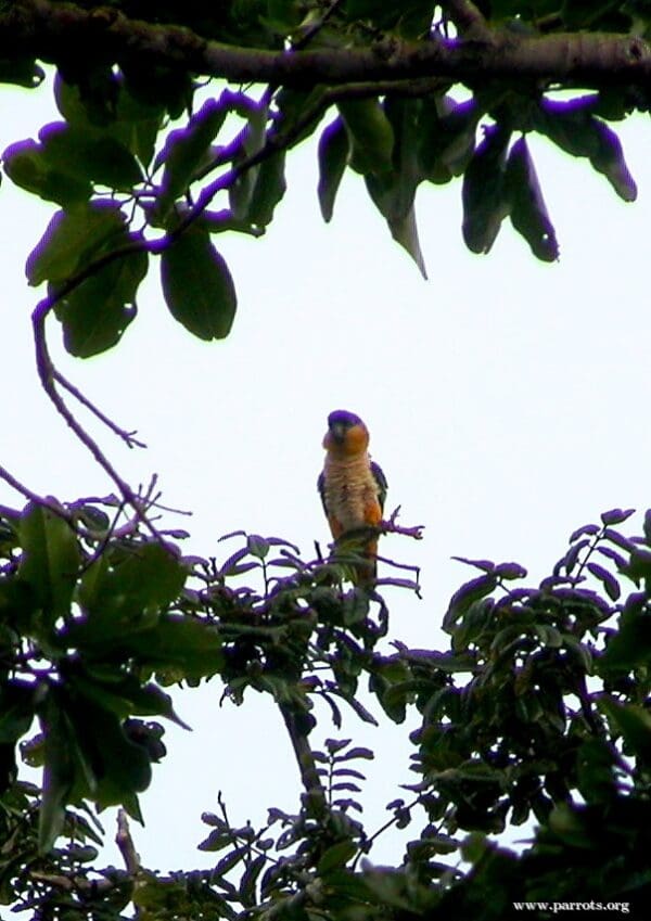 A wild Black-headed Parrot perches high in the rainforest canopy