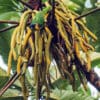 A wild Black-headed Parrot dangles from a tree branch