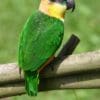 A companion Black-headed Parrot perches on a branch