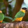 Wild Black-headed Parrots rest on a horizontal limb