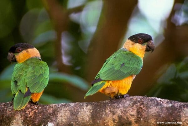 Wild Black-headed Parrots rest on a horizontal limb