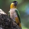 A wild Black-headed Parrot clings to a limb