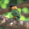 A wild Black-headed Parrot perches on a limb