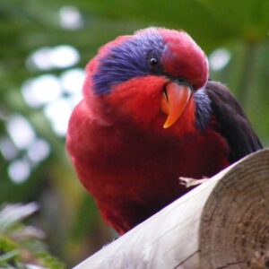 A Black-winged Lory at Wingham Wildlife Park, UK perches on a log