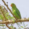 A wild female Black-winged Lovebird perches atop a tree