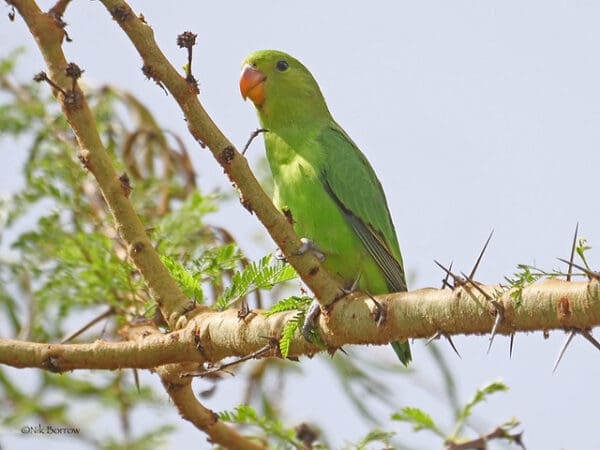 A wild female Black-winged Lovebird perches atop a tree