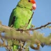 A wild male Black-winged Lovebird perches atop a tree