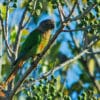 A wild Blaze-winged Conure perches in a fruiting tree