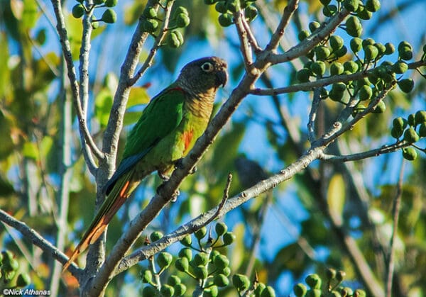 A wild Blaze-winged Conure perches in a fruiting tree