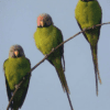 Wild Blossom-headed Parakeets perch on a thin branch