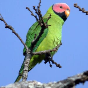 A wild male Blossom-headed Parakeet perches on a branch