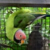 A companion male Blossom-headed Parakeet clings to cage wire