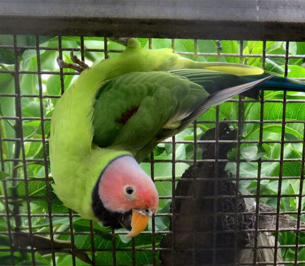 A companion male Blossom-headed Parakeet clings to cage wire