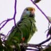 A wild Blue-cheeked Amazon perches in a tree