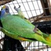 A Blue-cheeked Amazon dangles from cage wire