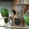 A pair of Blue-cheeked Amazons perches near a nest log