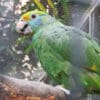 A Blue-cheeked Amazon perches in an enclosure